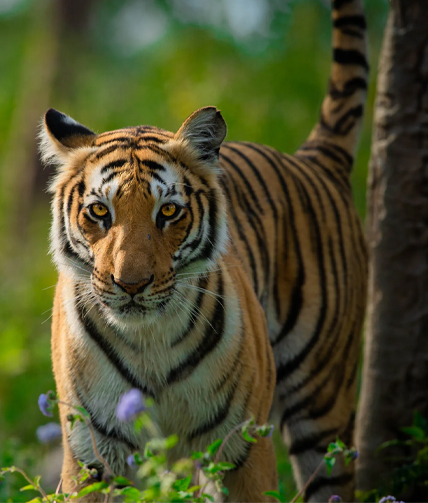 corbett3.jpg